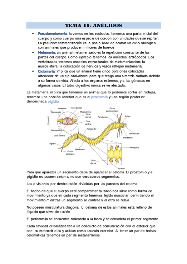 Miniatura del documento ANELIDOS.pdf