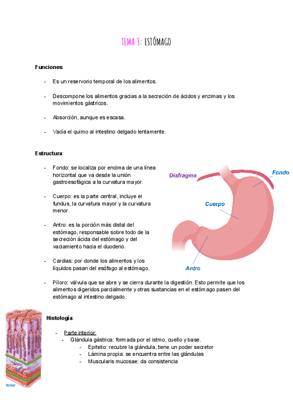 Miniatura del documento tema-3-ap.digestivo.pdf