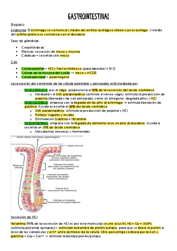 Miniatura del documento digestivo-1.pdf