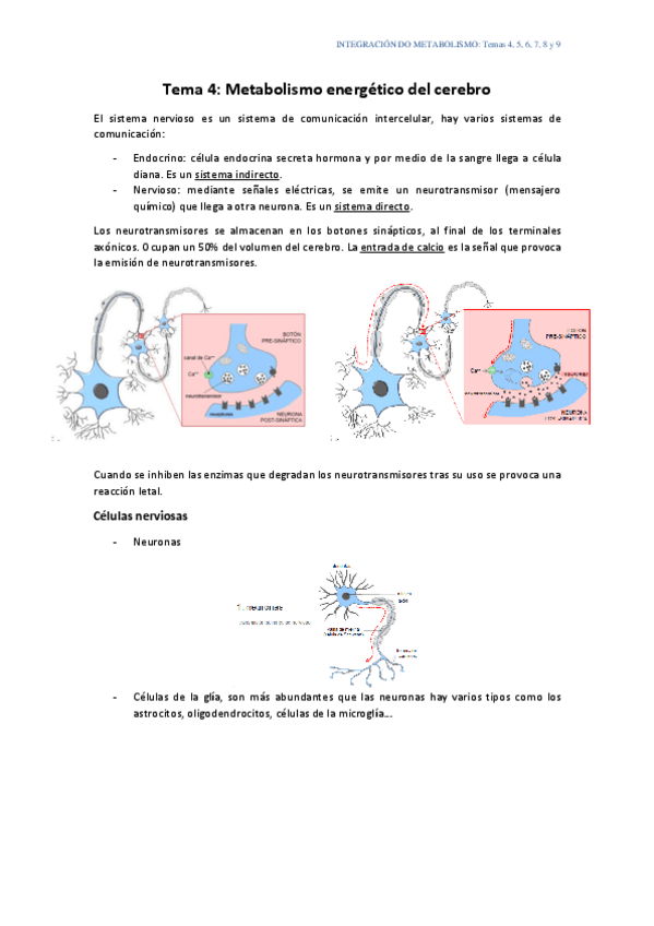 Miniatura del documento Integracion-do-metabolismo-tema-4-9.pdf