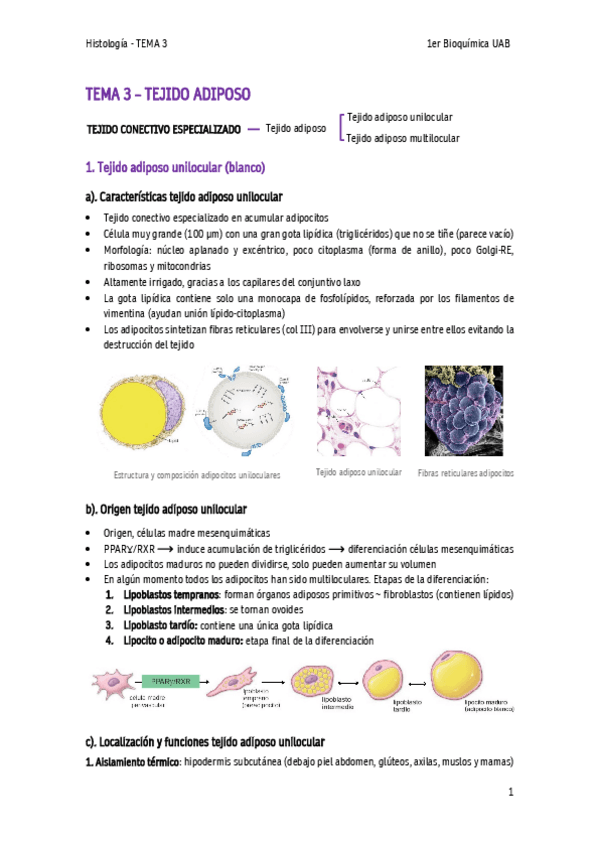 Miniatura del documento TEMA-3-Tejido-adiposo.pdf