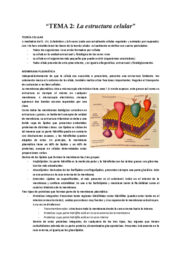 Miniatura del documento TEMA-2-La-estructura-celular.pdf