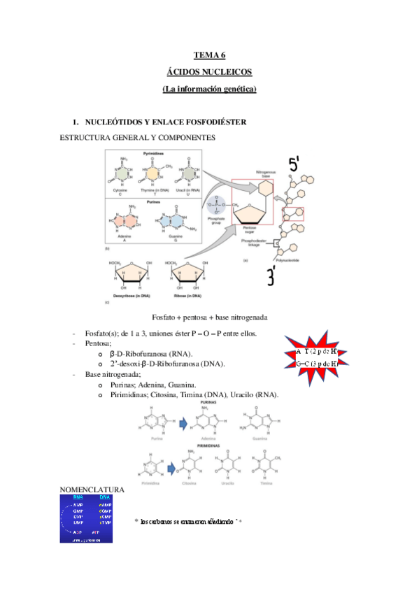 Miniatura del documento TEMA-6-ACIDOS-NUCLEICOS.pdf