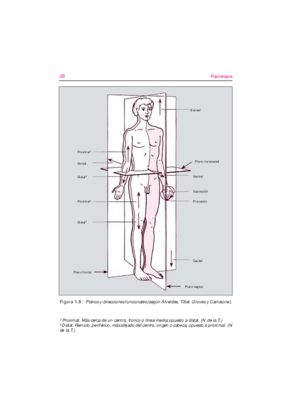 Miniatura del documento fundamentosdelafisioterapia-2.pdf