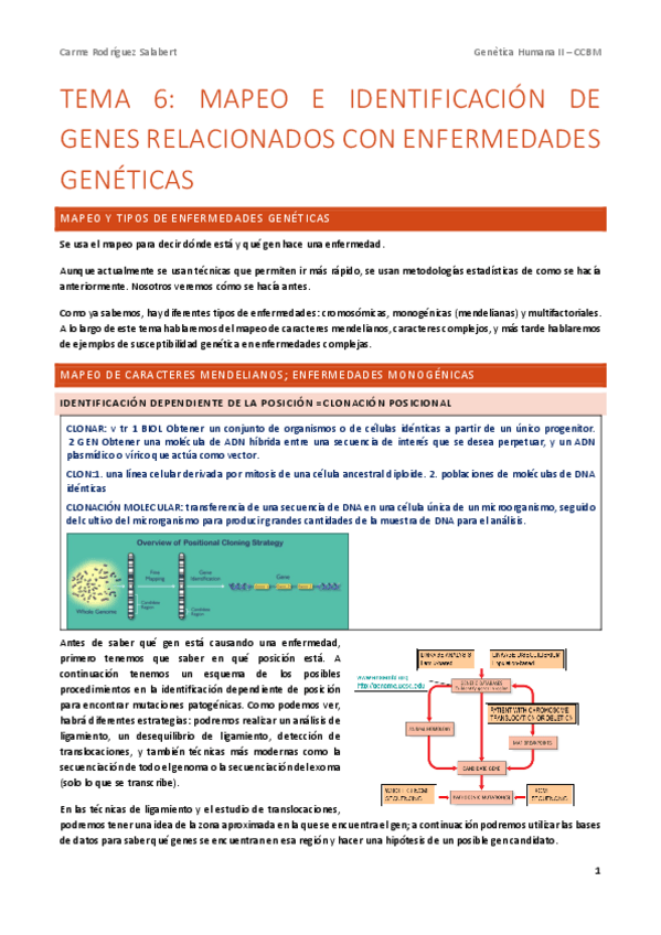 Miniatura del documento GH.-T6.-Mapeo-e-identificacion-de-genes-relacionados-con-enfermedades-geneticas.pdf
