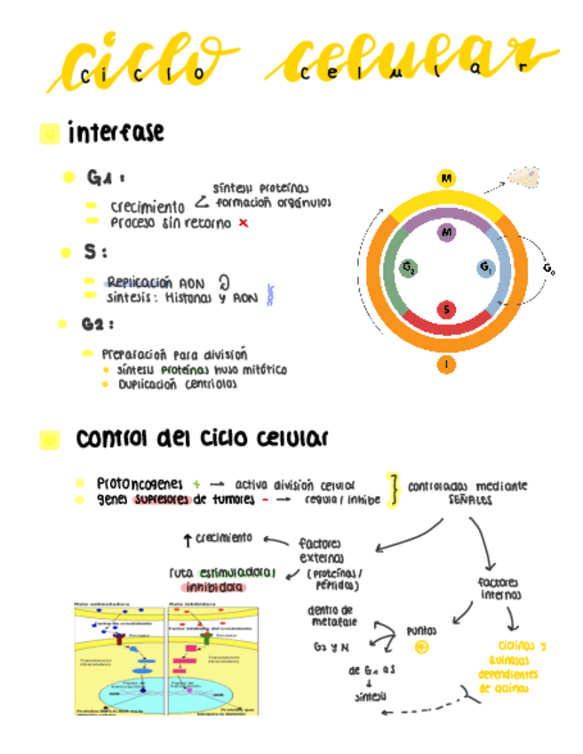Miniatura del documento Reproduccion-Celular.pdf