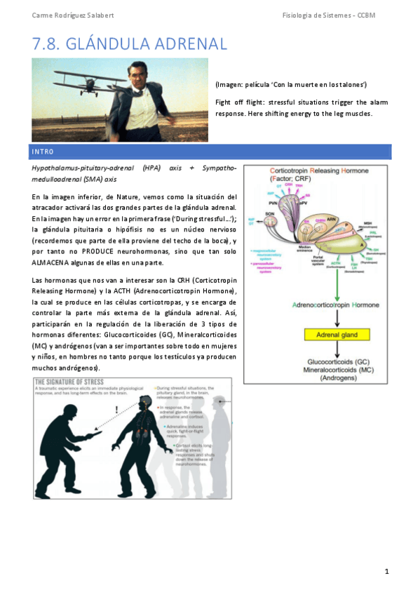 Miniatura del documento TEMA-7.8.-Glandula-adrenal.pdf