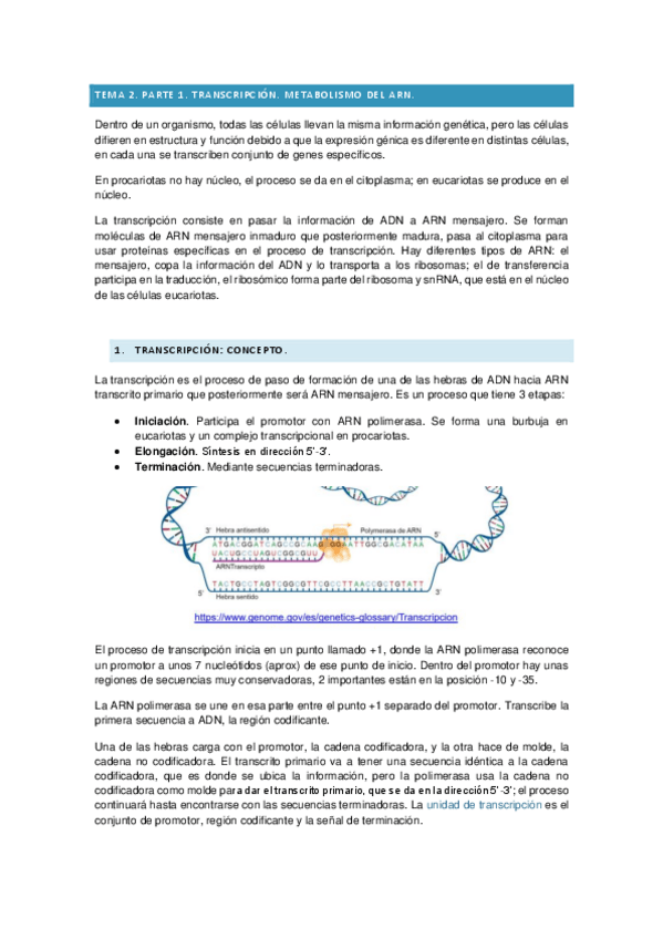 Miniatura del documento Bioquimica-II-tema-2-transc.-y-trad..pdf