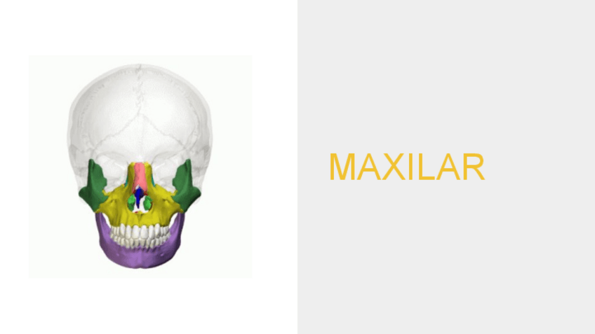 Miniatura del documento MAXILAR-CIGOMATICO-NASALES-LAGRIMALESVOMER-CORNETE-INFERIOR..pdf