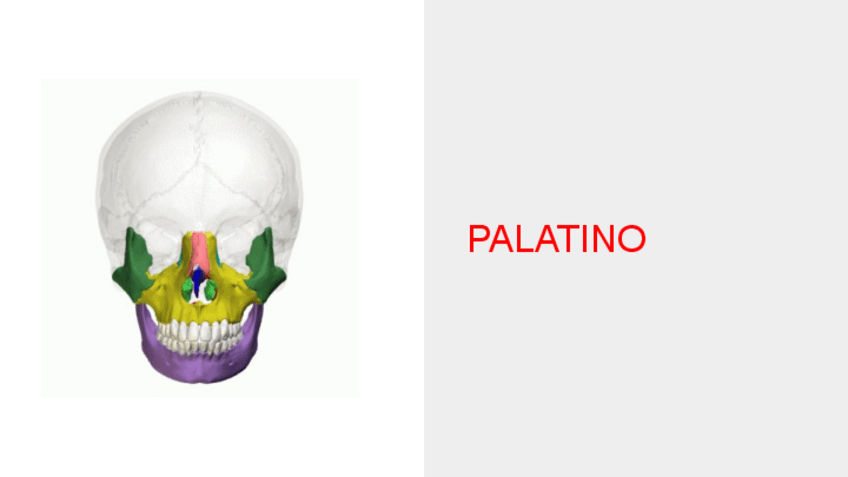 Miniatura del documento Palatinos-Mandibula-Hioides.pdf