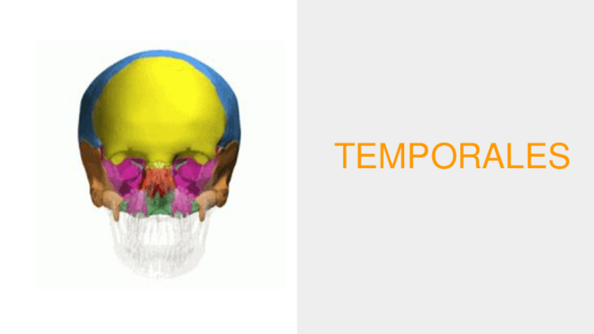 Miniatura del documento TEMPORALES-Y-OCCIPITAL.pdf