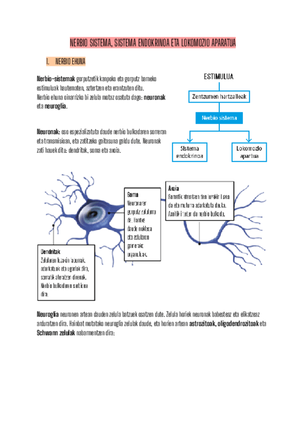Miniatura del documento BIO LABURPENA NERBIO-SISTEMA/SISTEMA-ENDOKRINO/LOKOMOZIO APARATUA DBH 3.pdf