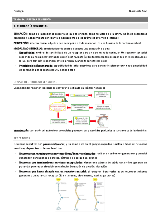 Miniatura del documento TEMA 44 - Sistema sensitivo.pdf