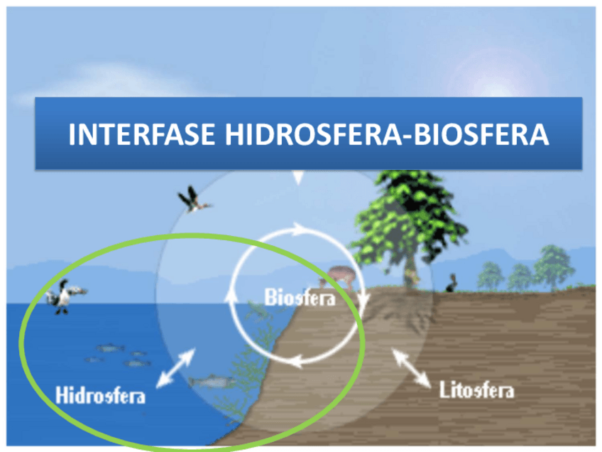 Miniatura del documento Tema-6.-Interfase-Hidrosfera-Biosfera.pdf
