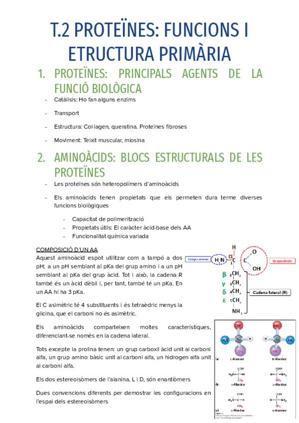 Miniatura del documento T.2-PROTEINES-FUNCIONS-I-ETRUCTURA-PRIMARIA.pdf