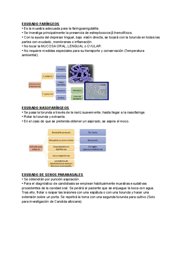 Miniatura del documento EXUDADOS.pdf