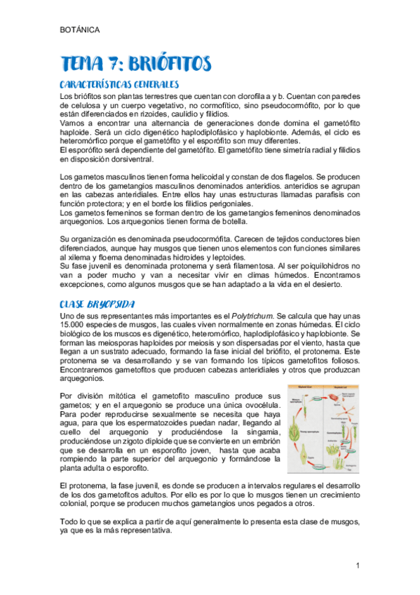 Miniatura del documento TEMA-7-BOTANICA.pdf