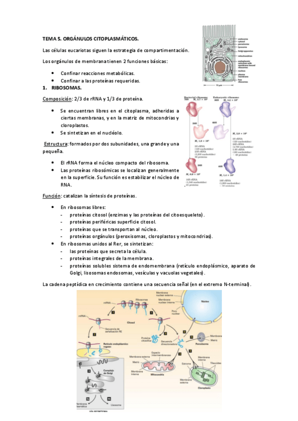 Miniatura del documento 5.-organulos-citoplasmaticos.pdf