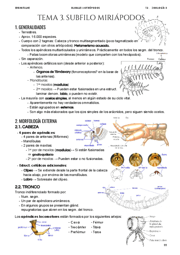 Miniatura del documento Tema-3.-Subfilo-Miriapodos.pdf