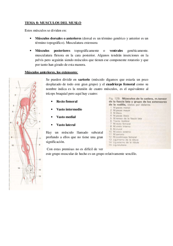 Miniatura del documento MUSCULOS DEL MUSLO.pdf