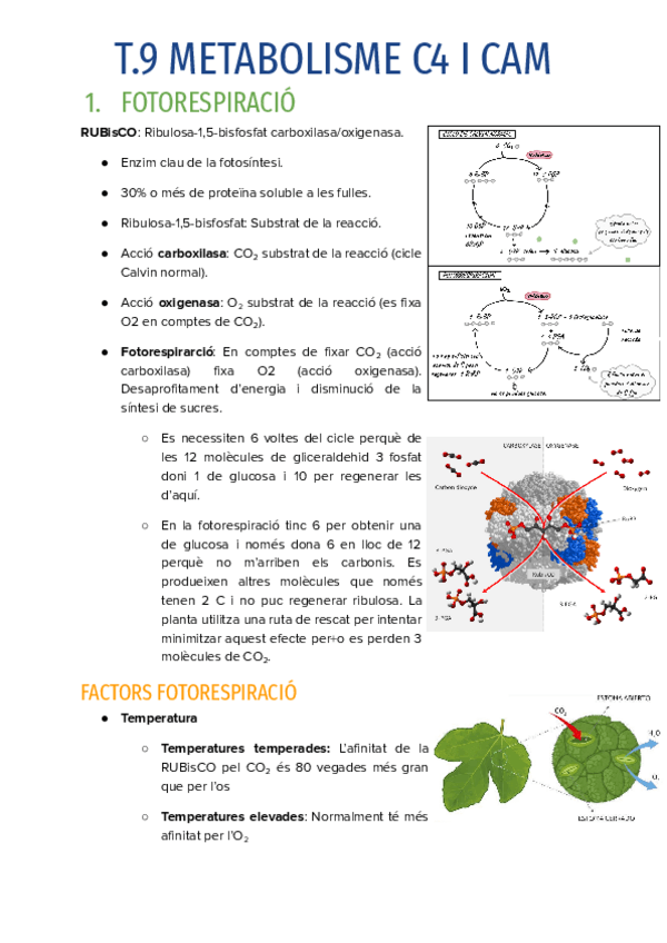 Miniatura del documento T.9-METABOLISME-C4-I-CAM.pdf