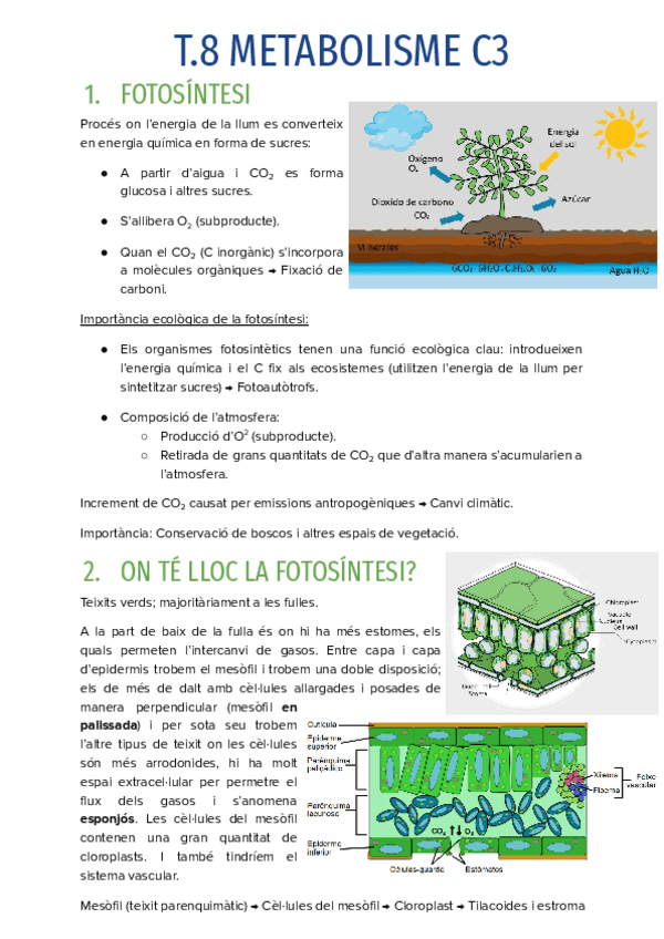 Miniatura del documento T.8-METABOLISME-C3.pdf