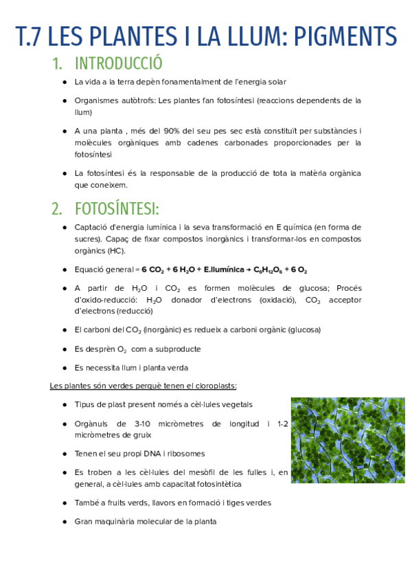 Miniatura del documento T.7-LES-PLANTES-I-LA-LLUM.pdf