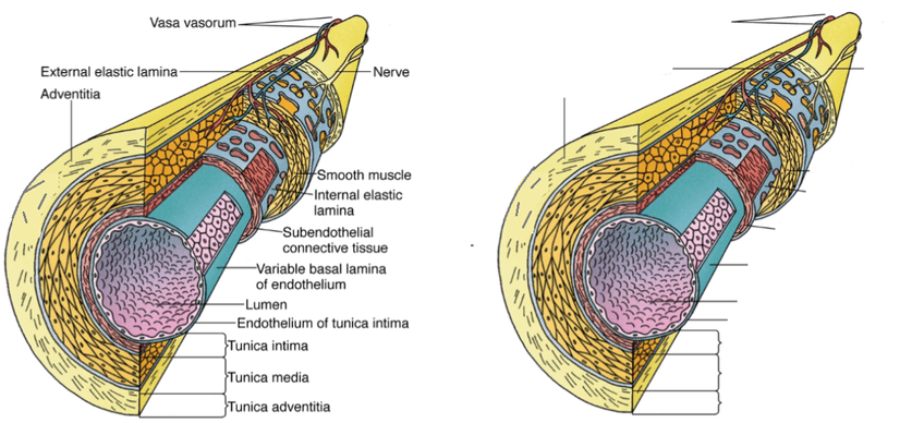 Miniatura del documento vaso sanguineo.png