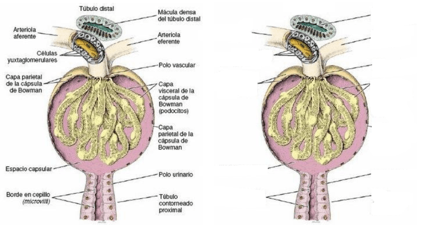 Miniatura del documento corpusculo renal.png
