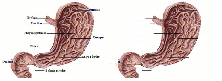 Miniatura del documento estomago.png