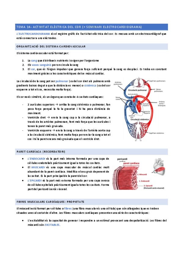Miniatura del documento TEMA-14-activitat-electrica-del-cor--seminari-ECG.pdf