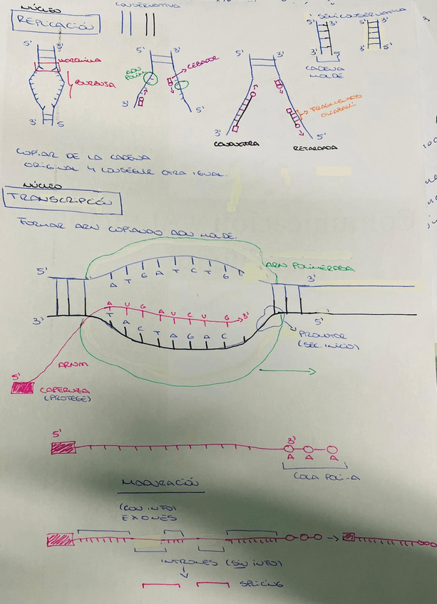 Miniatura del documento REPLICACION Y TRANSCRIPCIÓN ESQUEMA VISUAL.jpeg
