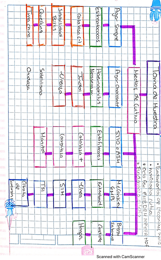 Miniatura del documento Cultivos-y-bacterias.pdf