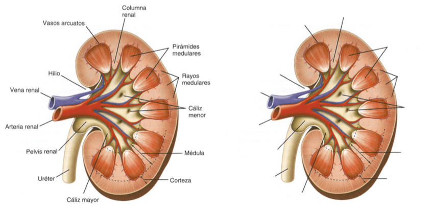 Miniatura del documento riñon.png