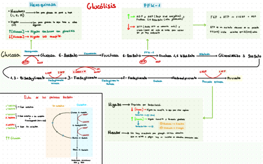 Miniatura del documento Esquema-De-La-Glucolisis.pdf