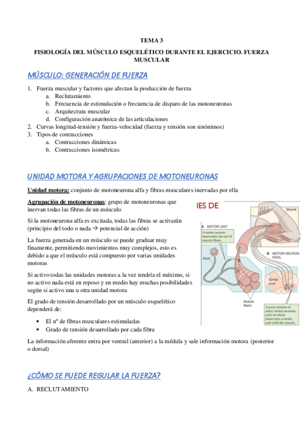 Miniatura del documento TEMA-3-FISIOLOGIA-DEL-MUSCULO-ESQUELETICO-DURANTE-EL-EJERCICIO.-FUERZA-MUSCULAR.pdf