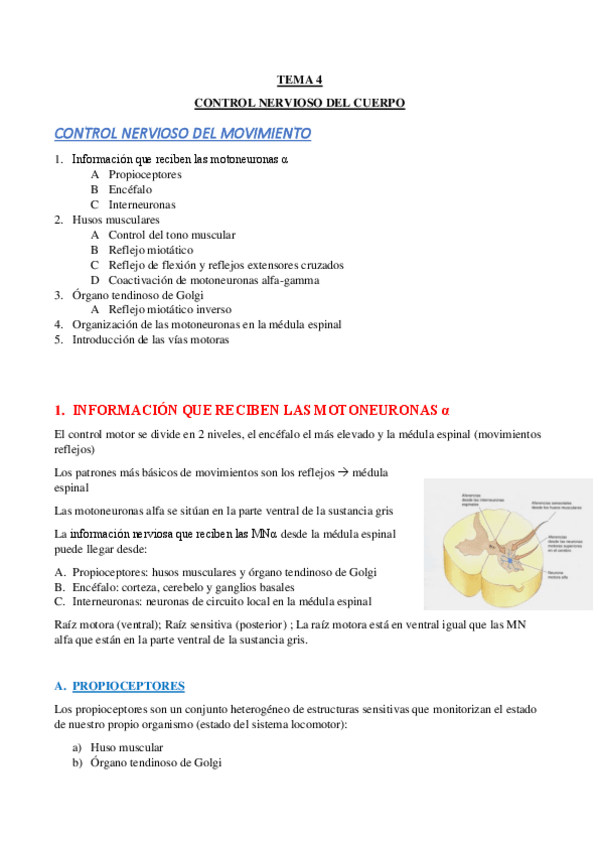 Miniatura del documento TEMA-4-CONTROL-NERVIOSO-DEL-MOVIMIENTO.pdf