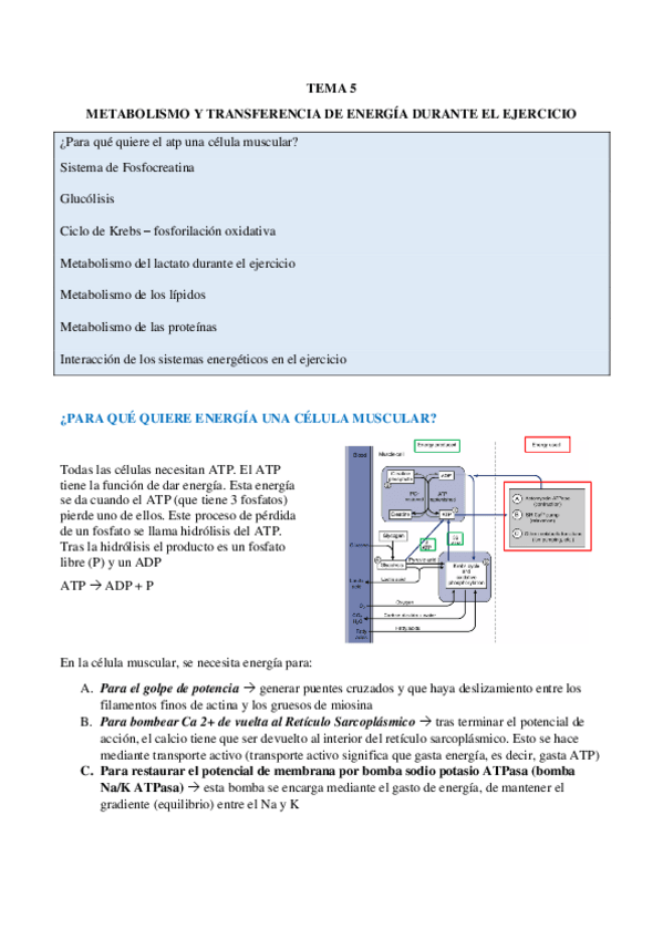 Miniatura del documento TEMA-5-METABOLISMO-Y-TRANSFERENCIA-DURANTE-EL-EJERCICIO.pdf