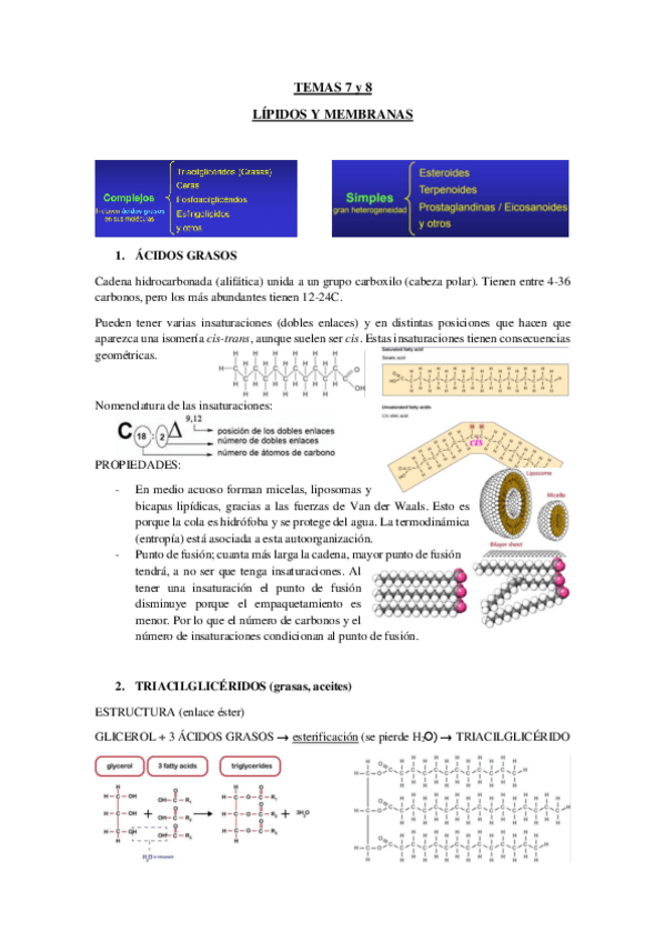 Miniatura del documento TEMAS-7-y-8-LIPIDOS-Y-MEMBRANAS.pdf