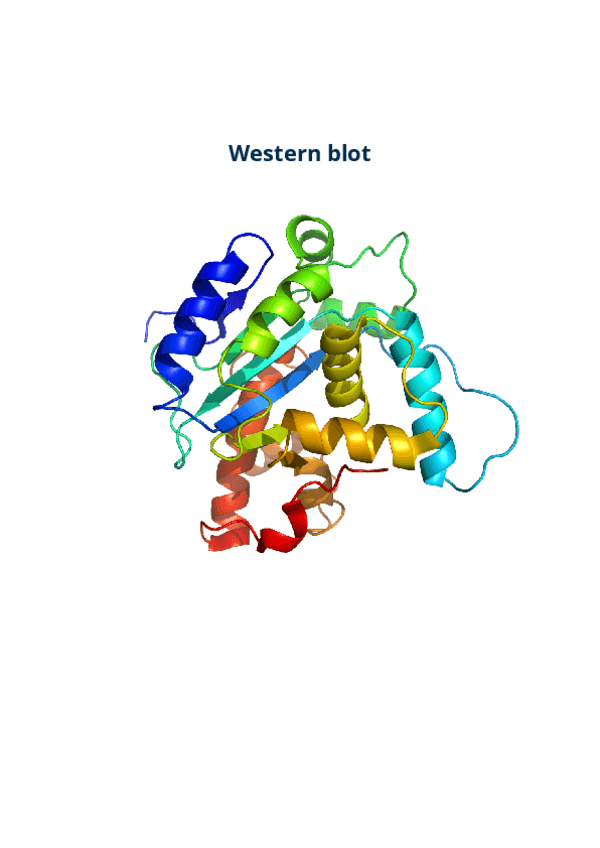 Miniatura del documento western-blot-1.pdf