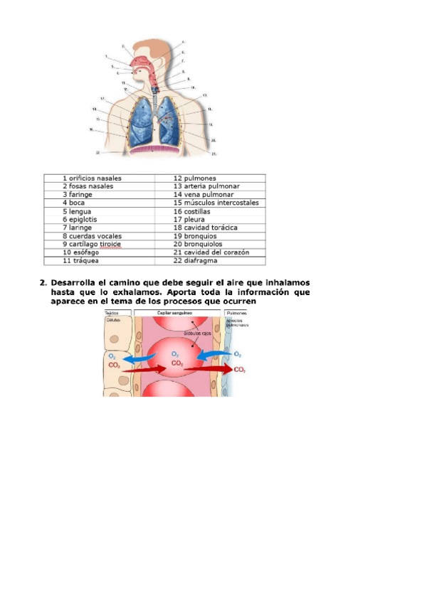 Miniatura del documento aparato-respiratorio.pdf