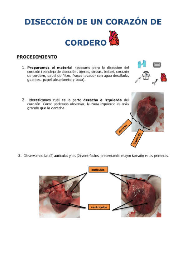 Miniatura del documento diseccion-corazon-cordero.pdf