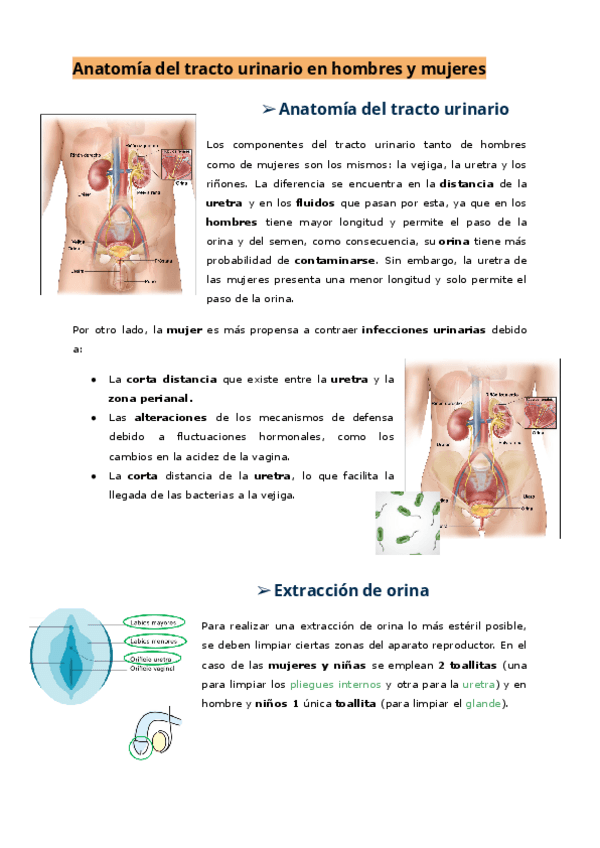 Miniatura del documento orina.pdf