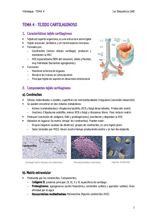 Miniatura del documento TEMA-4-Tejido-cartilaginoso.pdf