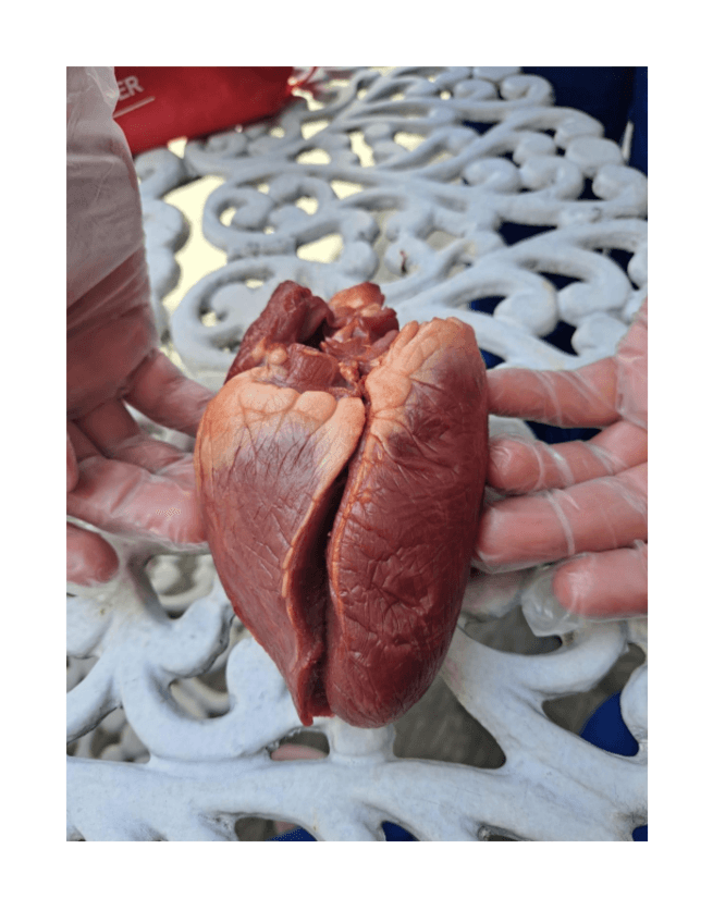 Miniatura del documento Diseccion-de-corazon.pdf