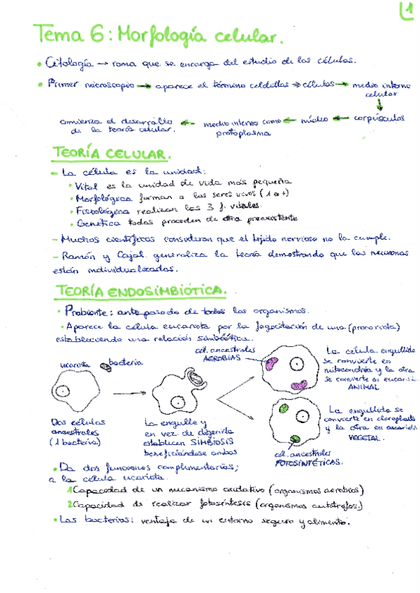 Miniatura del documento APUNTES-BIO-TEMA-6-MORFOLOGIA-CELULAR.pdf