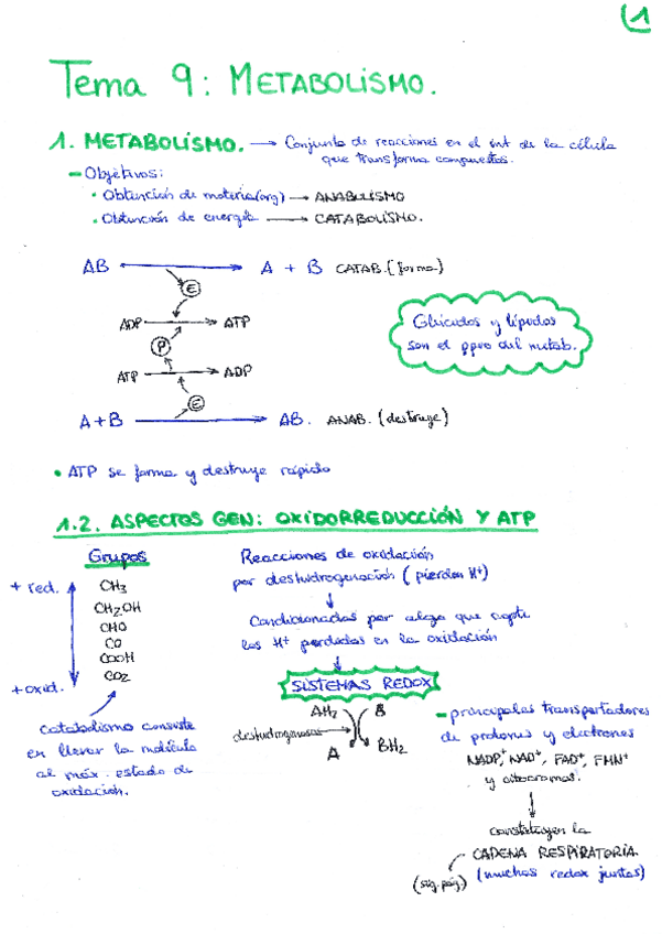 Miniatura del documento APUNTES-BIO-TEMA-9-METABOLISMO.pdf