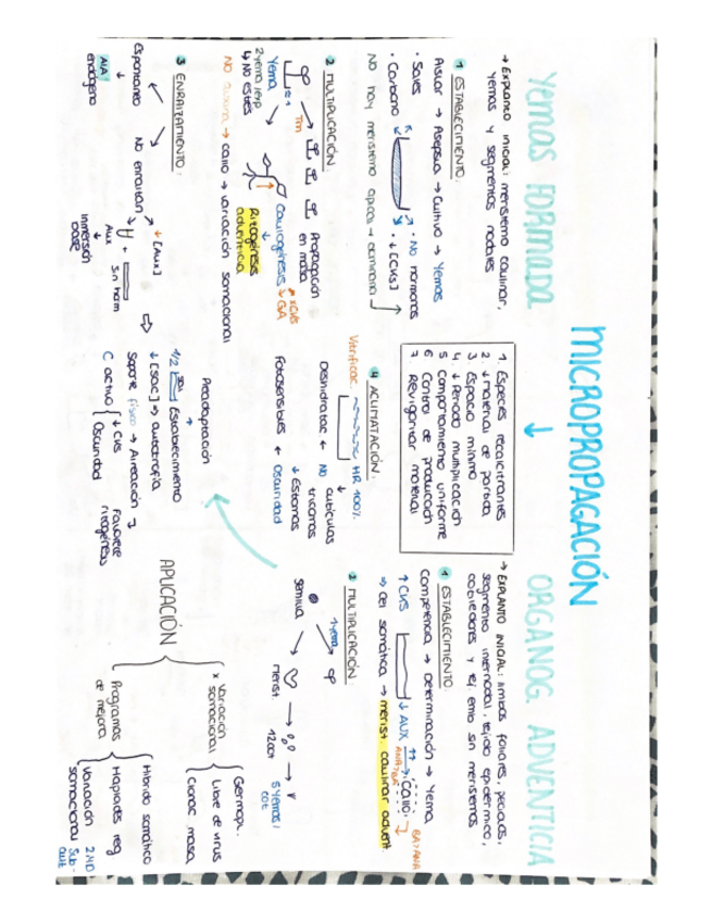 Miniatura del documento esquemas-vegetal.pdf