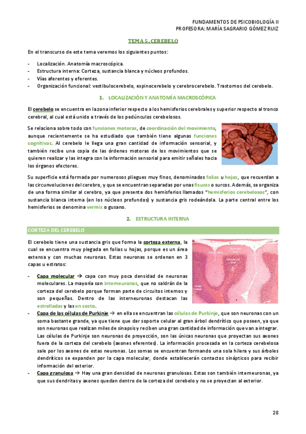 Miniatura del documento TEMA-5-PSICOBIOLOGIA-II.pdf