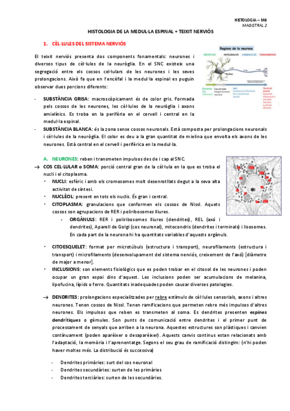 Miniatura del documento MAGISTRAL-2-HISTOLOGIA-DE-LA-MEDULLA-ESPINAL--HISTO-T-NERVIOS.pdf